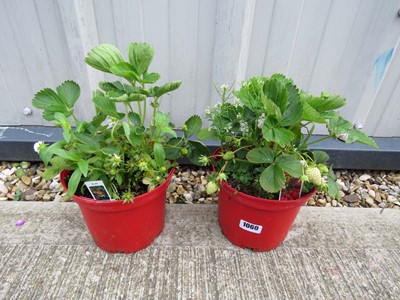 Lot 1060 - 2 red garden pots containing strawberry plants