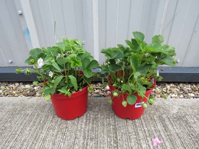 Lot 1061 - 2 red garden pots containing strawberry plants