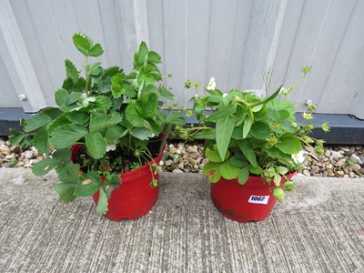 Lot 1062 - 2 red garden pots containing strawberry plants