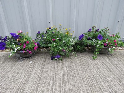Lot 1073 - 3 wicker hanging baskets of mixed plants