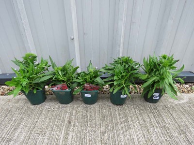 Lot 1074 - 5 potted sweet williams