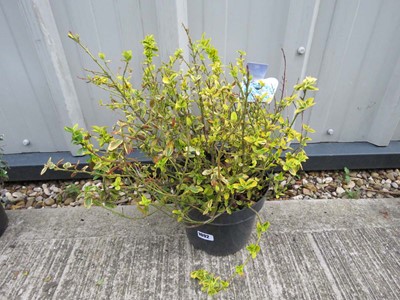Lot 1092 - Potted euonymus fortune (emerald gaiety)
