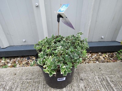 Lot 1093 - Potted euonymus fortune (emerald n gold)
