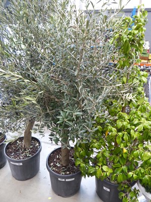 Lot 4128 - Large potted olive