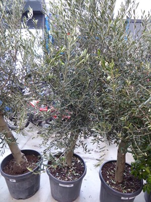 Lot 4129 - Large potted olive