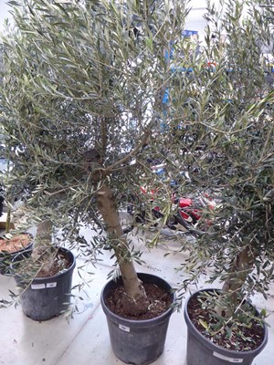 Lot 4130 - Large potted olive