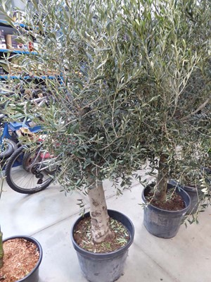 Lot 4131 - Large potted olive