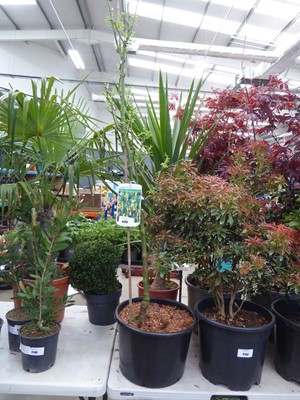 Lot 4132 - Large potted Laburnum