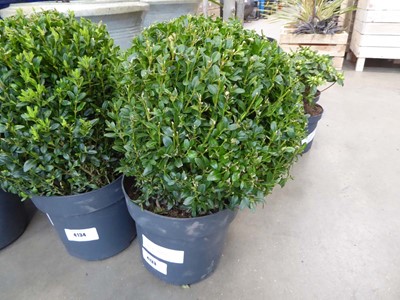 Lot 4133 - Potted box ball