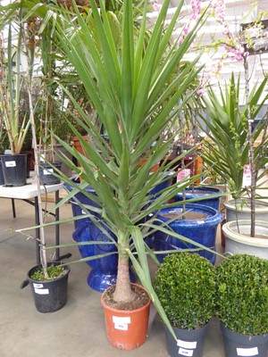 Lot 4137 - Large potted Yucca