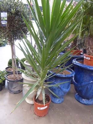 Lot 4138 - Large potted Yucca