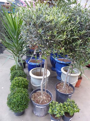 Lot 4139 - Standard olive