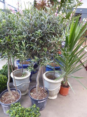 Lot 4140 - Standard olive