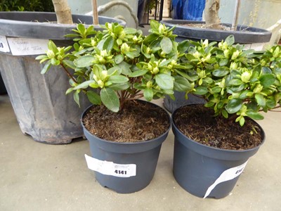 Lot 4141 - Potted Azalia (white)