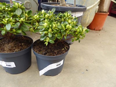 Lot 4142 - Potted Azalia (white)