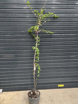 Lot 4143 - Potted Prunus Triloba