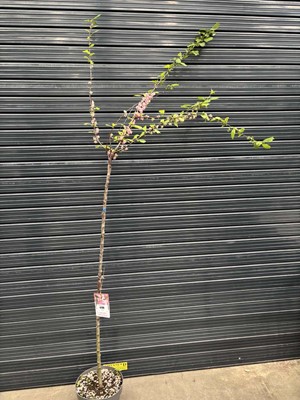 Lot 4144 - Potted Prunus Triloba