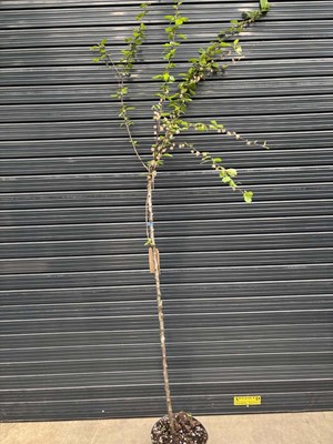 Lot 4145 - Potted Prunus Triloba