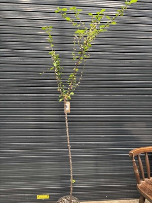 Lot 4146 - Potted Prunus Triloba