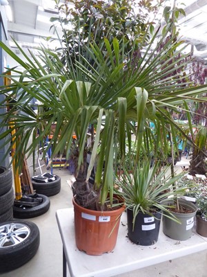Lot 4147 - Large potted Tracycarpus palm