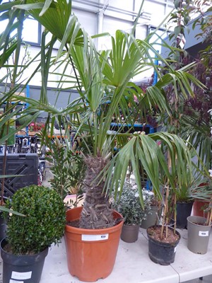 Lot 4148 - Large potted Tracycarpus palm