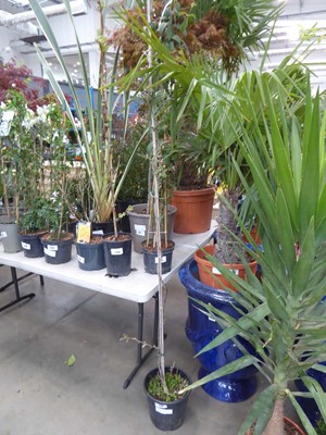 Lot 4149 - Twisted potted Wisteria