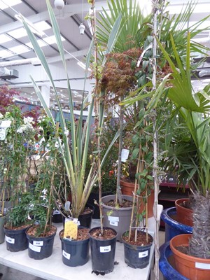 Lot 4150 - Potted Vitis Coignetiae (grape vine)