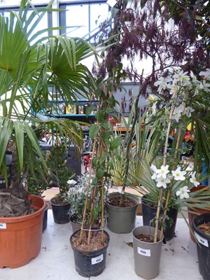 Lot 4151 - Potted Fushia (Lady Boothby)