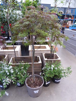 Lot 4152 - Potted Acer (Orangeoia)