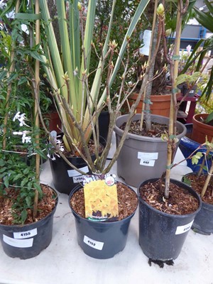 Lot 4153 - Potted Rhododendron Mixtum