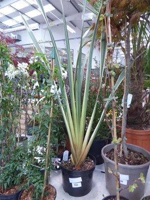 Lot 4154 - Extra large Phormium