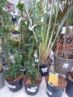 Lot 4155 - Jasmine