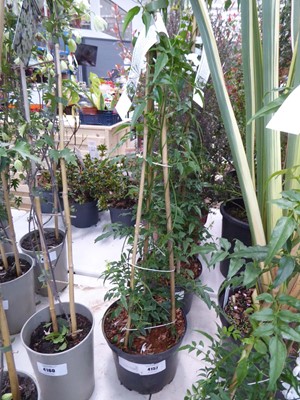 Lot 4157 - Jasmine