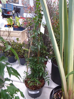 Lot 4158 - Jasmine