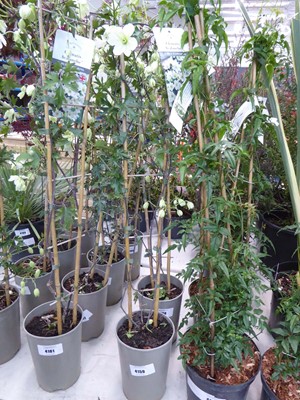 Lot 4159 - Early flowering Clematis Avalanche