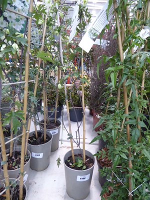 Lot 4160 - Early flowering Clematis Avalanche