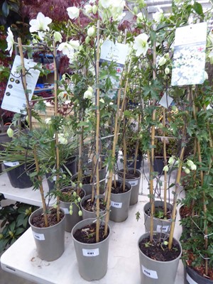 Lot 4161 - Early flowering Clematis Avalanche
