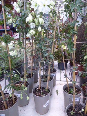 Lot 4162 - Early flowering Clematis Avalanche