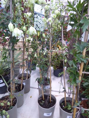 Lot 4163 - Early flowering Clematis Avalanche