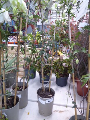 Lot 4164 - Early flowering Clematis Avalanche