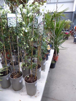 Lot 4165 - Early flowering Clematis Avalanche