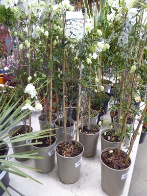 Lot 4166 - Early flowering Clematis Avalanche