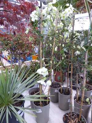 Lot 4167 - Early flowering Clematis Avalanche
