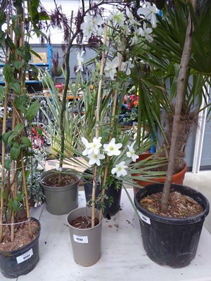 Lot 4168 - Early flowering Clematis Avalanche