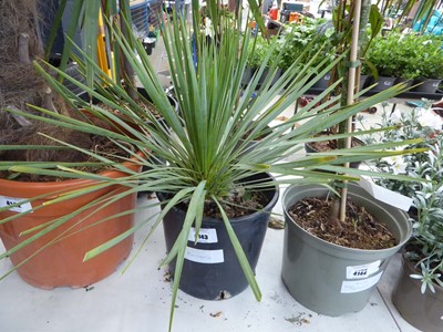 Lot 4169 - Rostrata