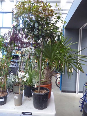 Lot 4170 - Standard Red Robin (Photinia)