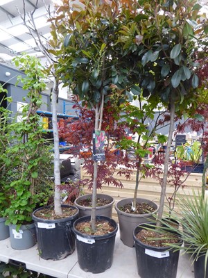 Lot 4171 - Standard Red Robin (Photinia)