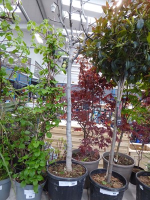 Lot 4172 - Large potted Fig tree