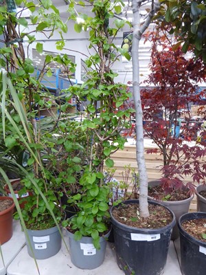 Lot 4173 - Potted climbing Hydrangea