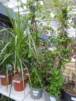 Lot 4174 - Potted climbing Hydrangea